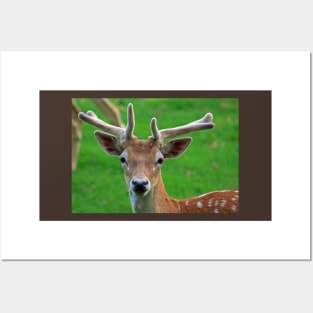 Fallow Deer, June 2019 Posters and Art